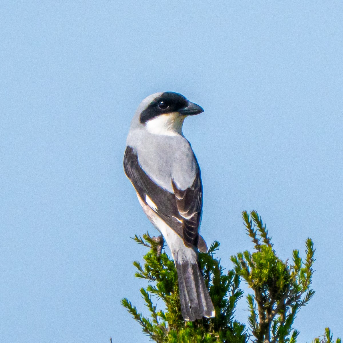 Lesser Gray Shrike - ML635494512