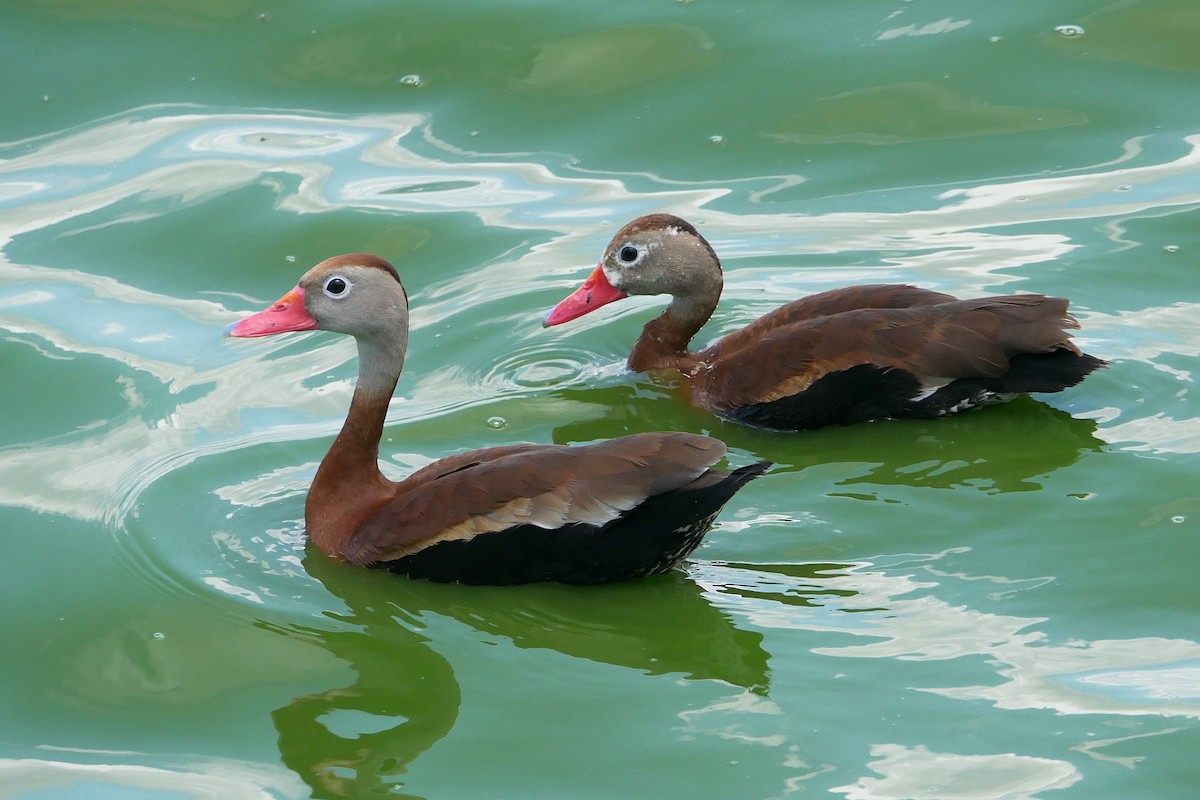 Black-bellied Whistling-Duck - ML635494516