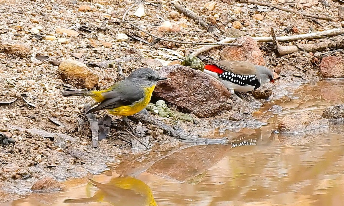 Eastern Yellow Robin - ML635494567