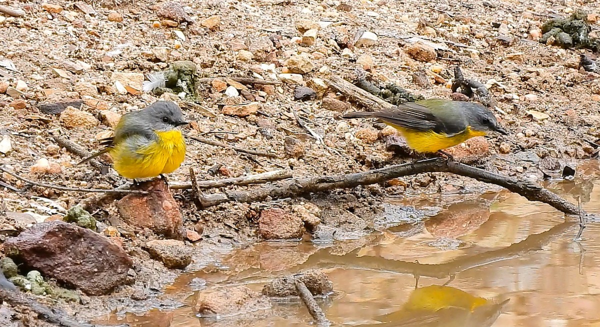Eastern Yellow Robin - ML635494572