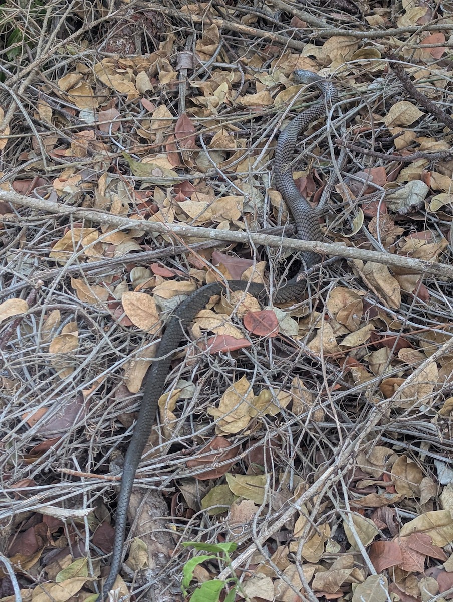 Cuban Racer - ML635494634