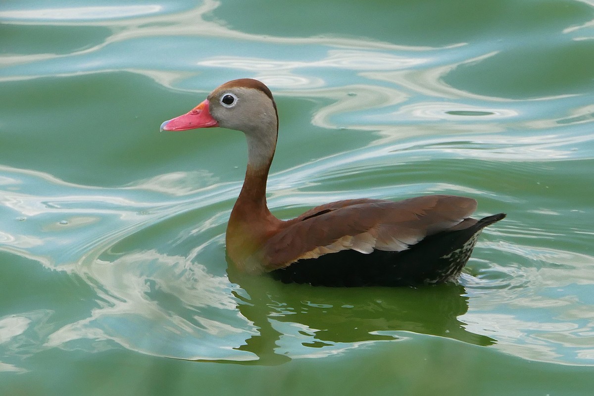 Black-bellied Whistling-Duck - ML635494638