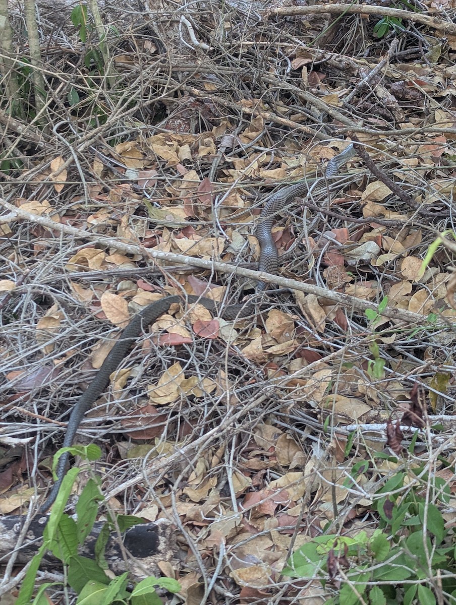 Cuban Racer - ML635494643