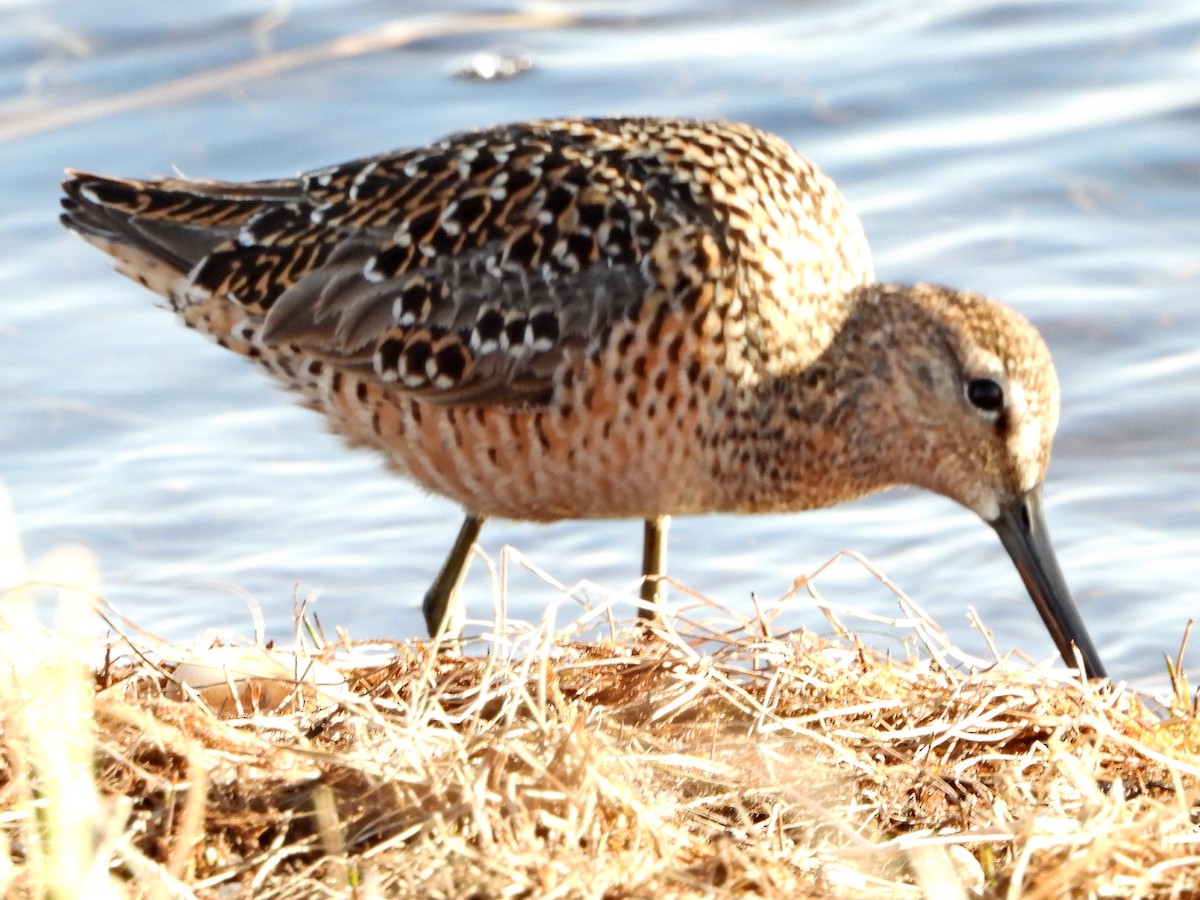 Long-billed Dowitcher - ML635494721