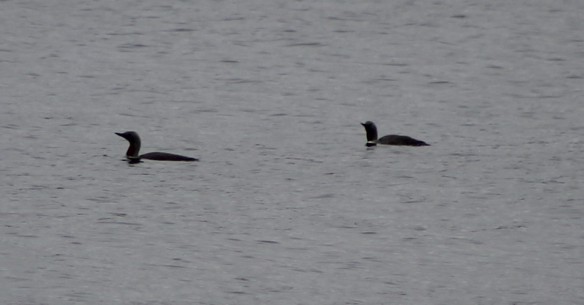 Red-throated Loon - ML635494726