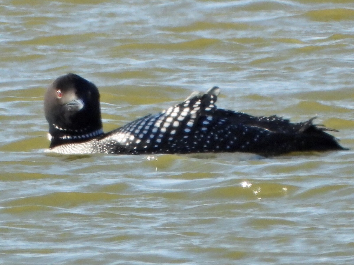 Common Loon - ML635494734