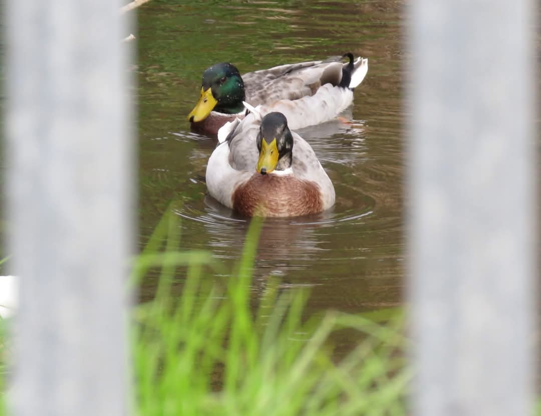 Fehlfarben-Stockente/Hausente - ML635494779