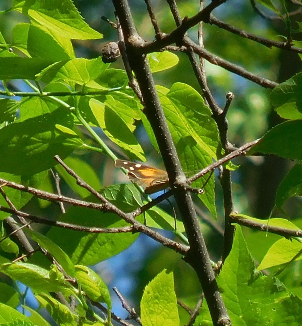 American Snout - ML635494786