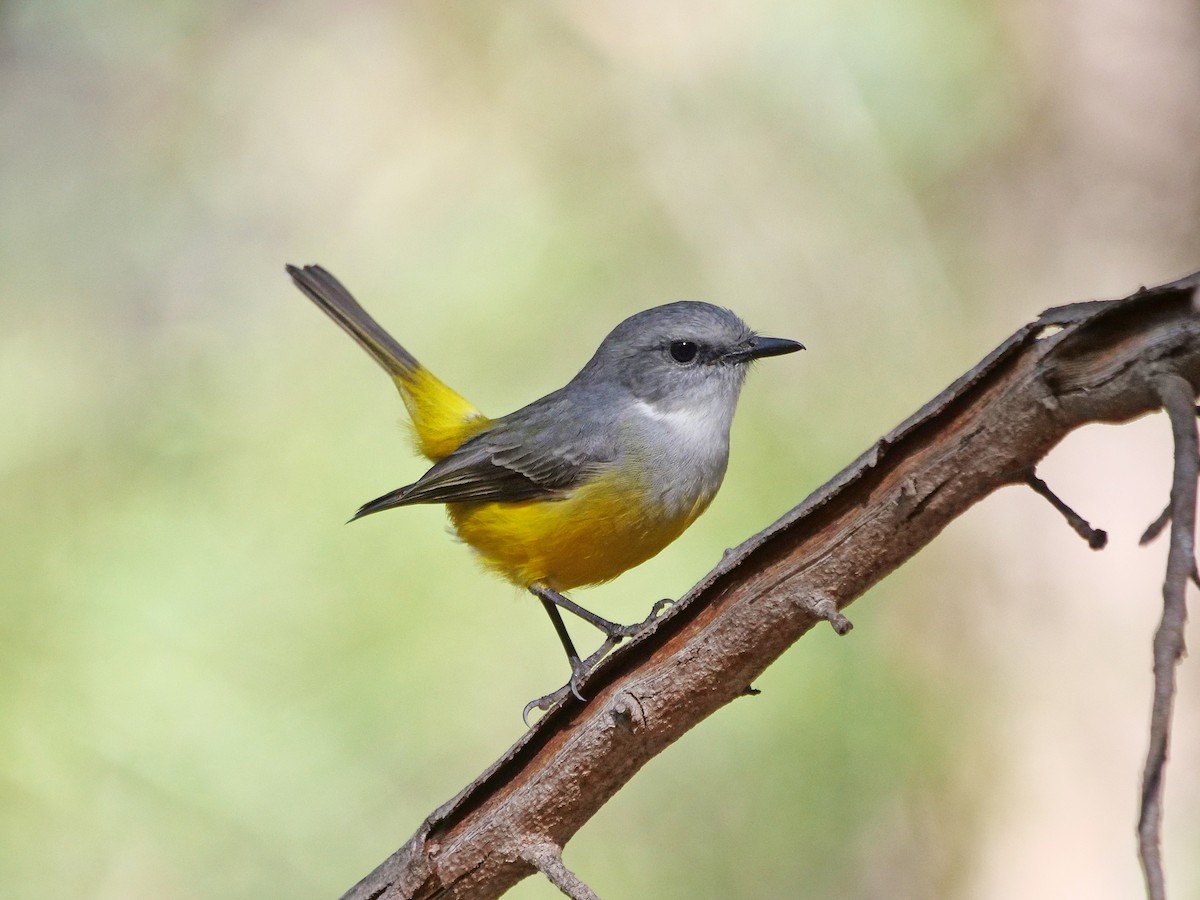 Western Yellow Robin - ML635494791