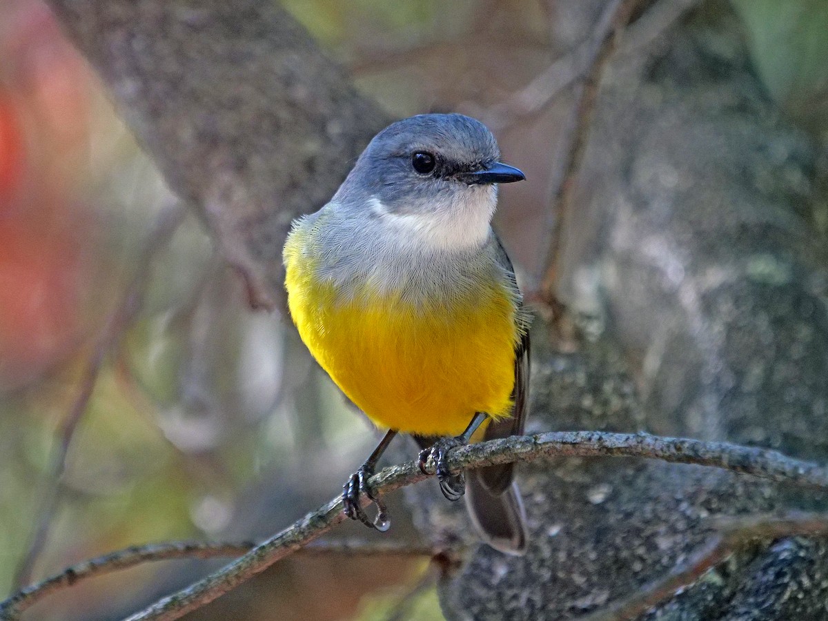 Western Yellow Robin - ML635494793