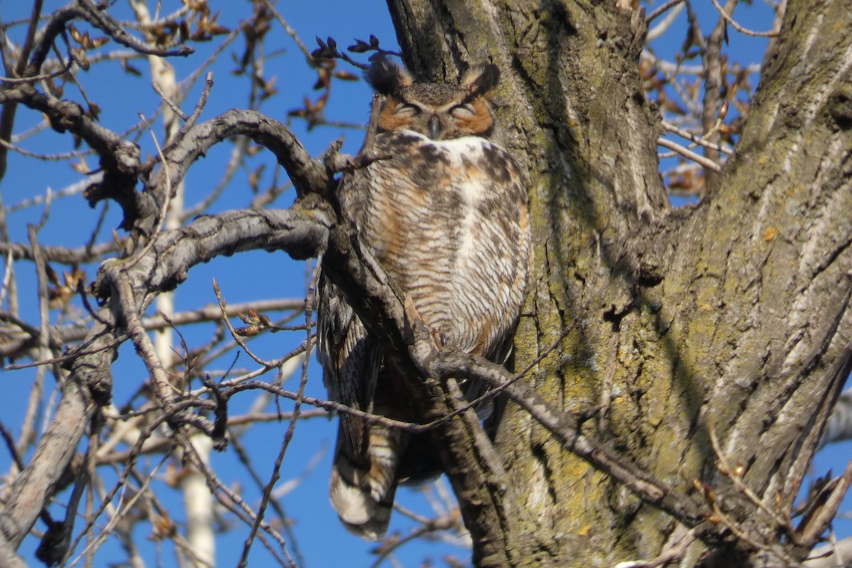 Great Horned Owl - ML635494796