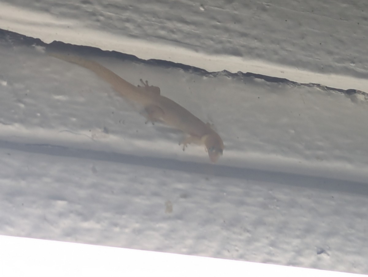 Reptiles - ML635494809