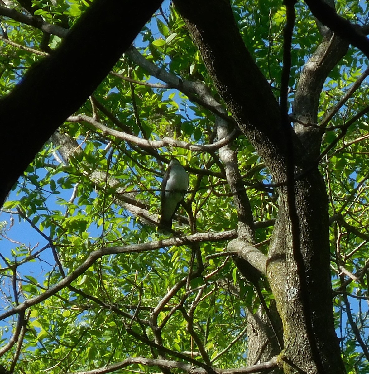 Eastern Kingbird - ML635494856