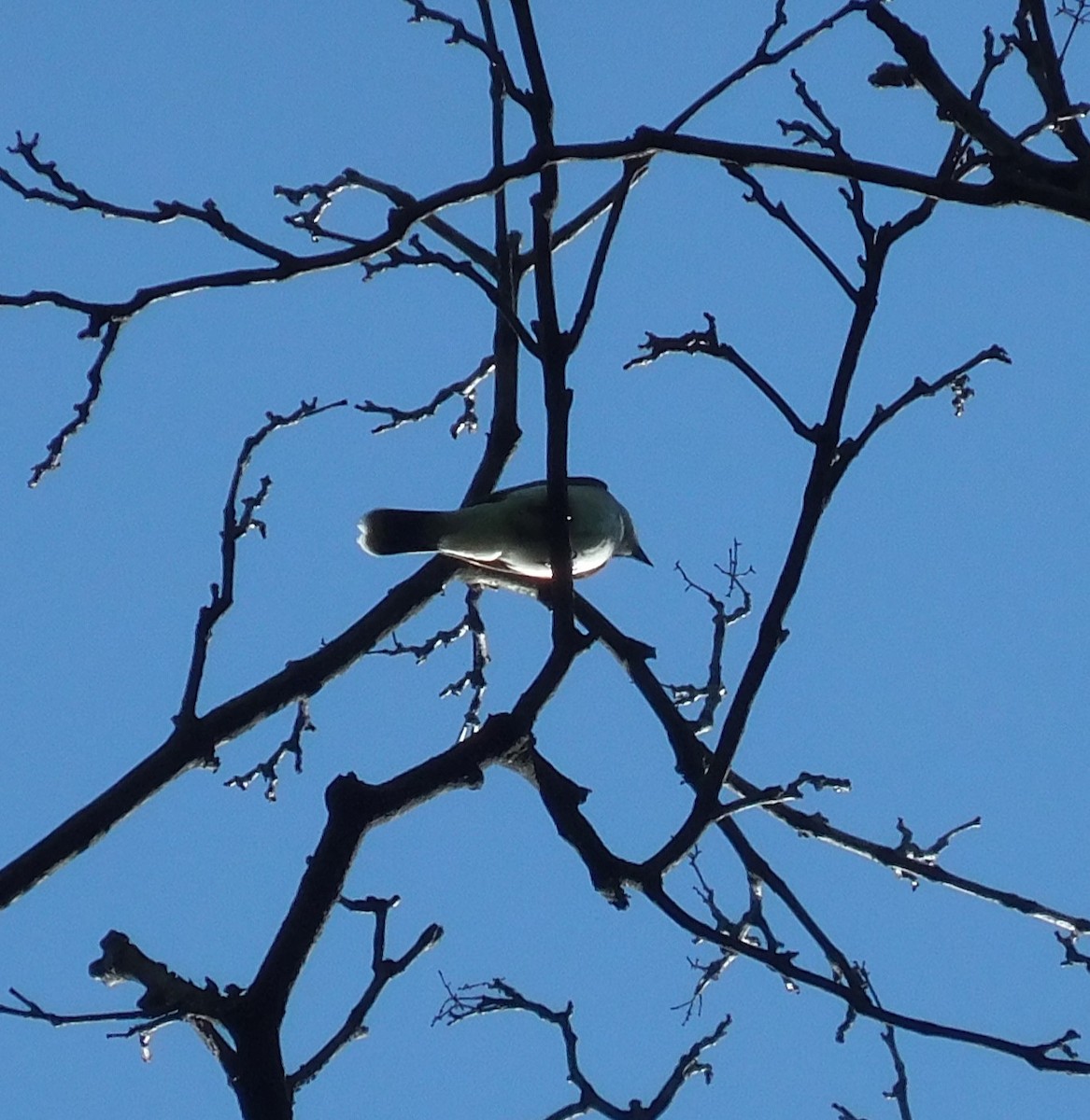 Eastern Kingbird - ML635494857