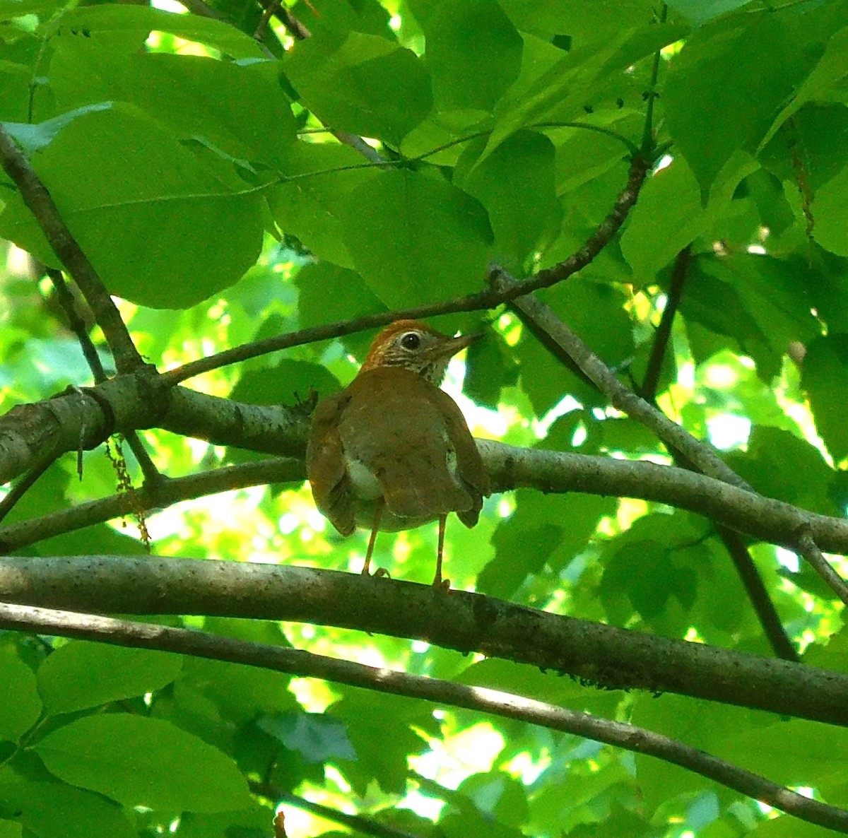 Wood Thrush - ML635494866