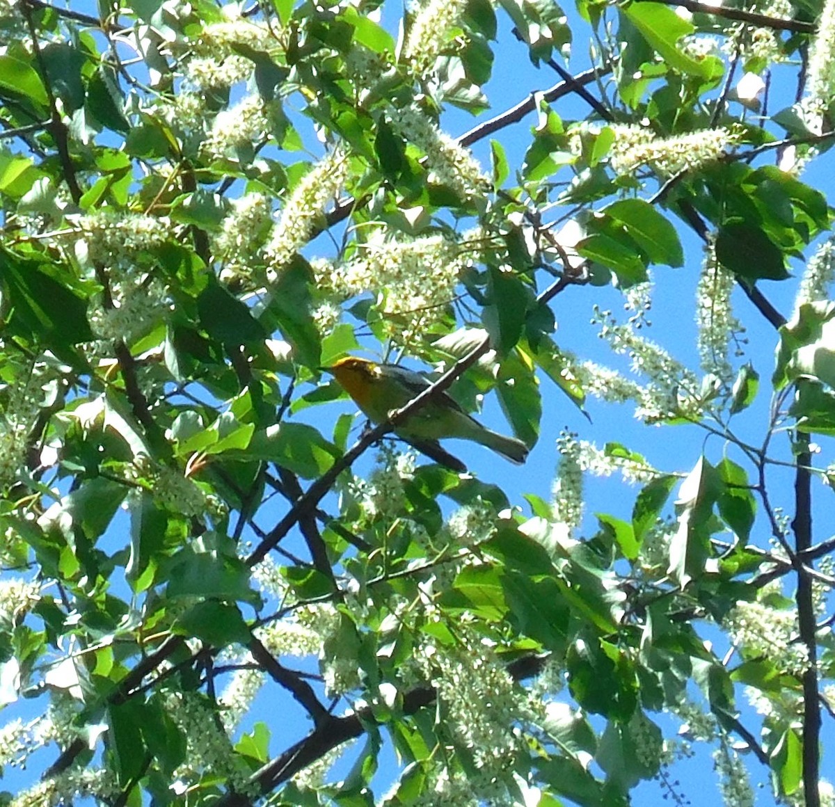 Blackburnian Warbler - ML635494882