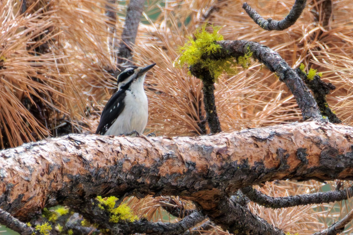 Hairy Woodpecker - ML635494914