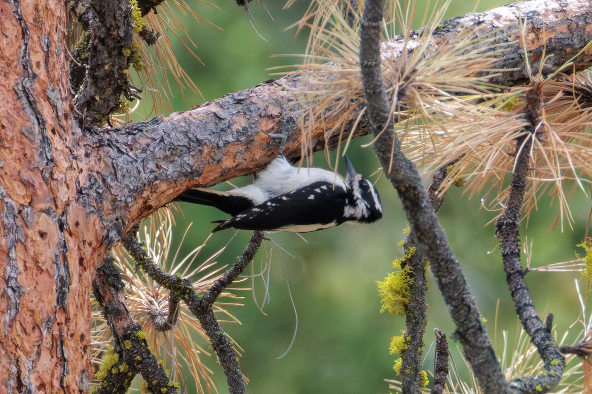 Hairy Woodpecker - ML635494915