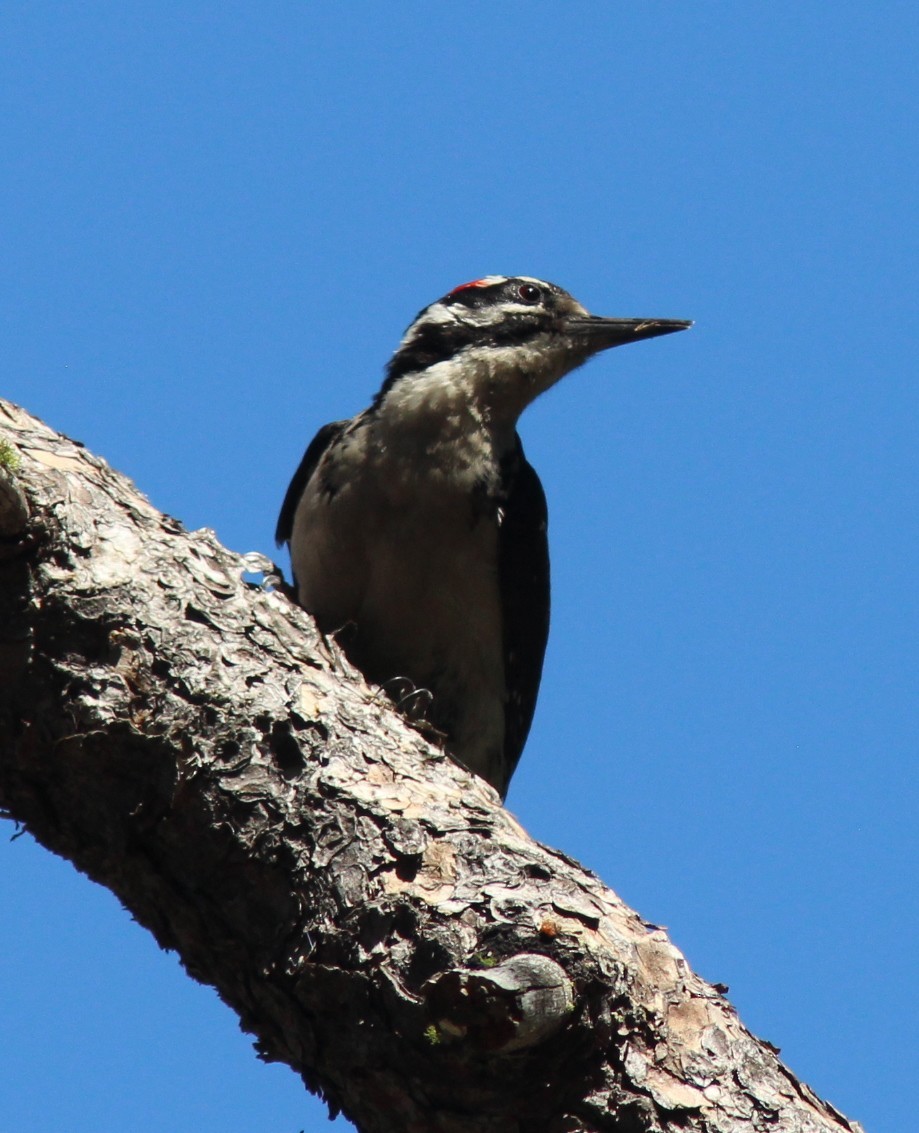Hairy Woodpecker - ML635494974