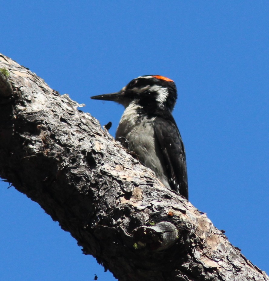 Hairy Woodpecker - ML635494975