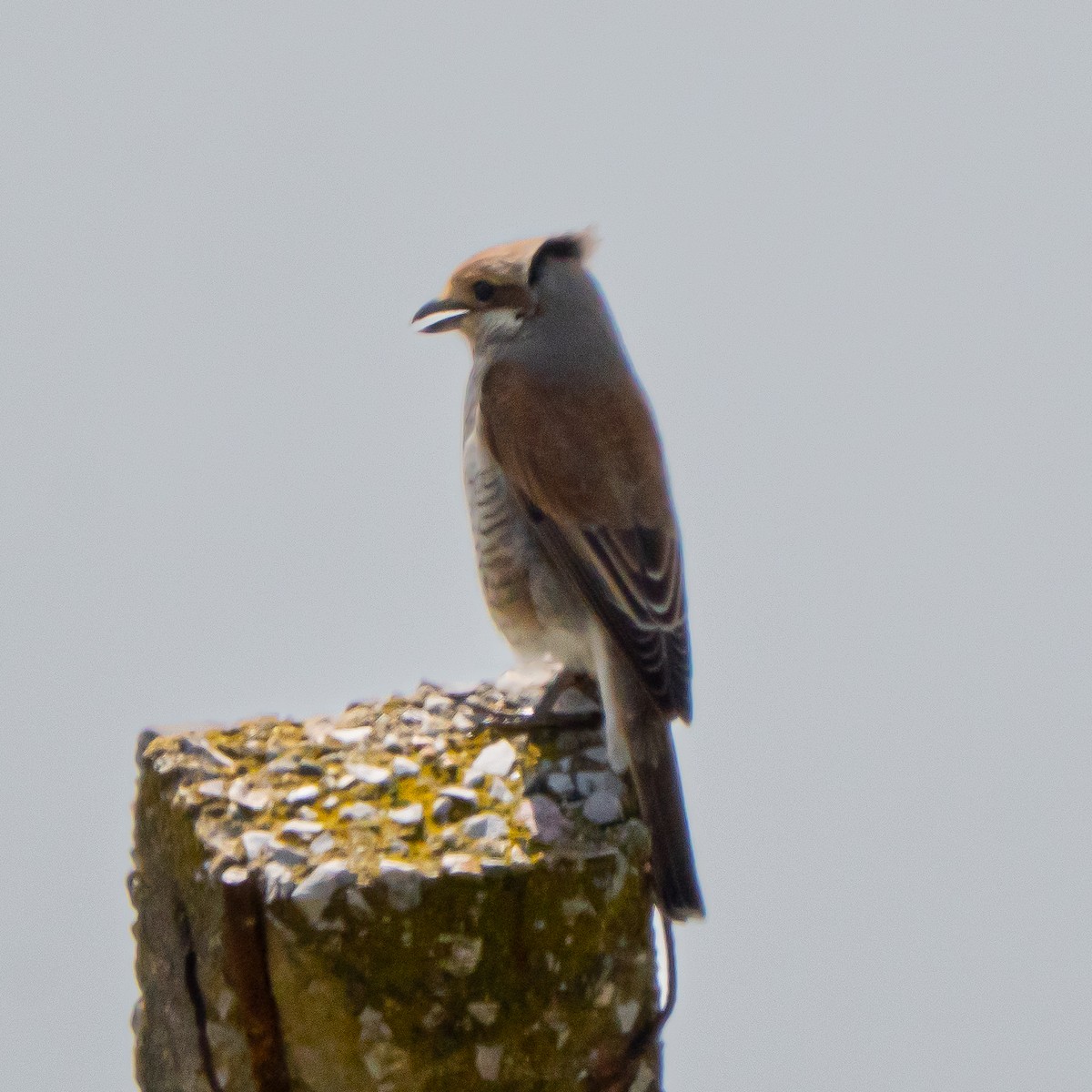 Red-backed Shrike - ML635494992