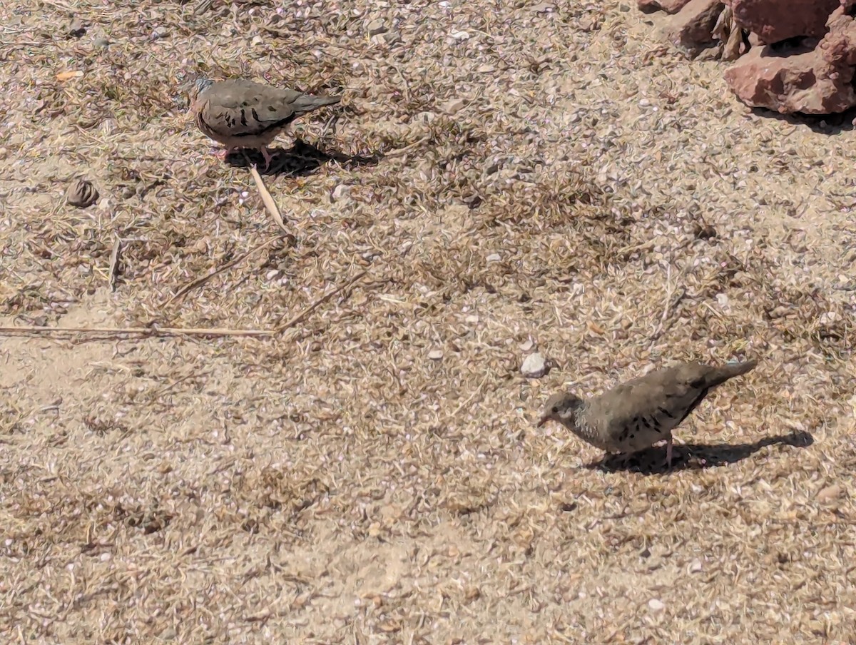 Common Ground Dove - ML635495030