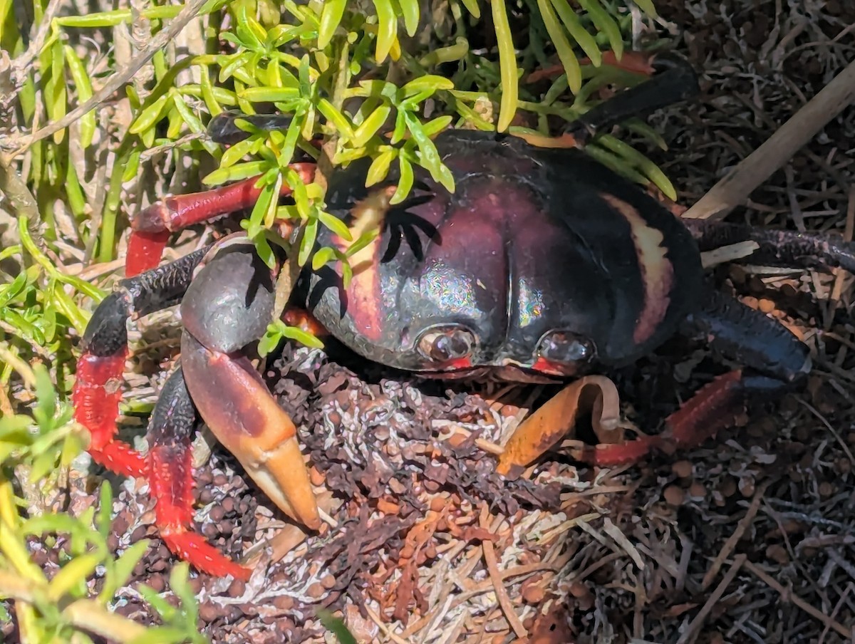 Crustaceans - ML635495037