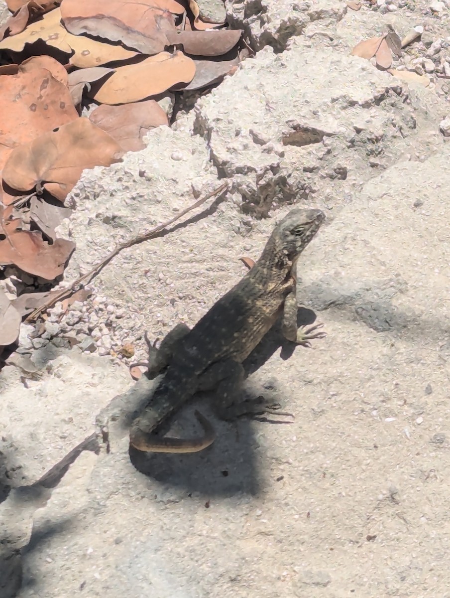 Curly-tailed Lizards - ML635495042