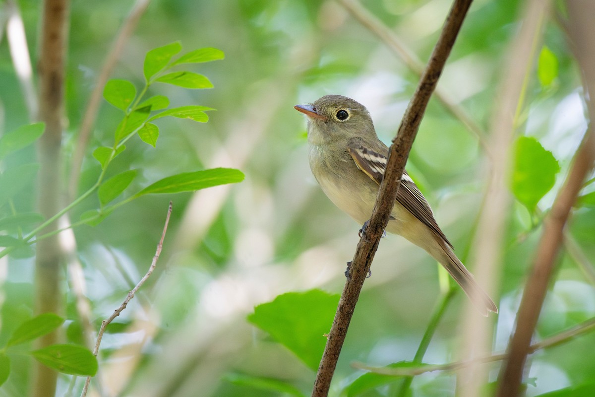 Least Flycatcher - ML635495051