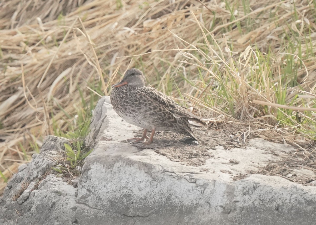 Stockente - ML635495070