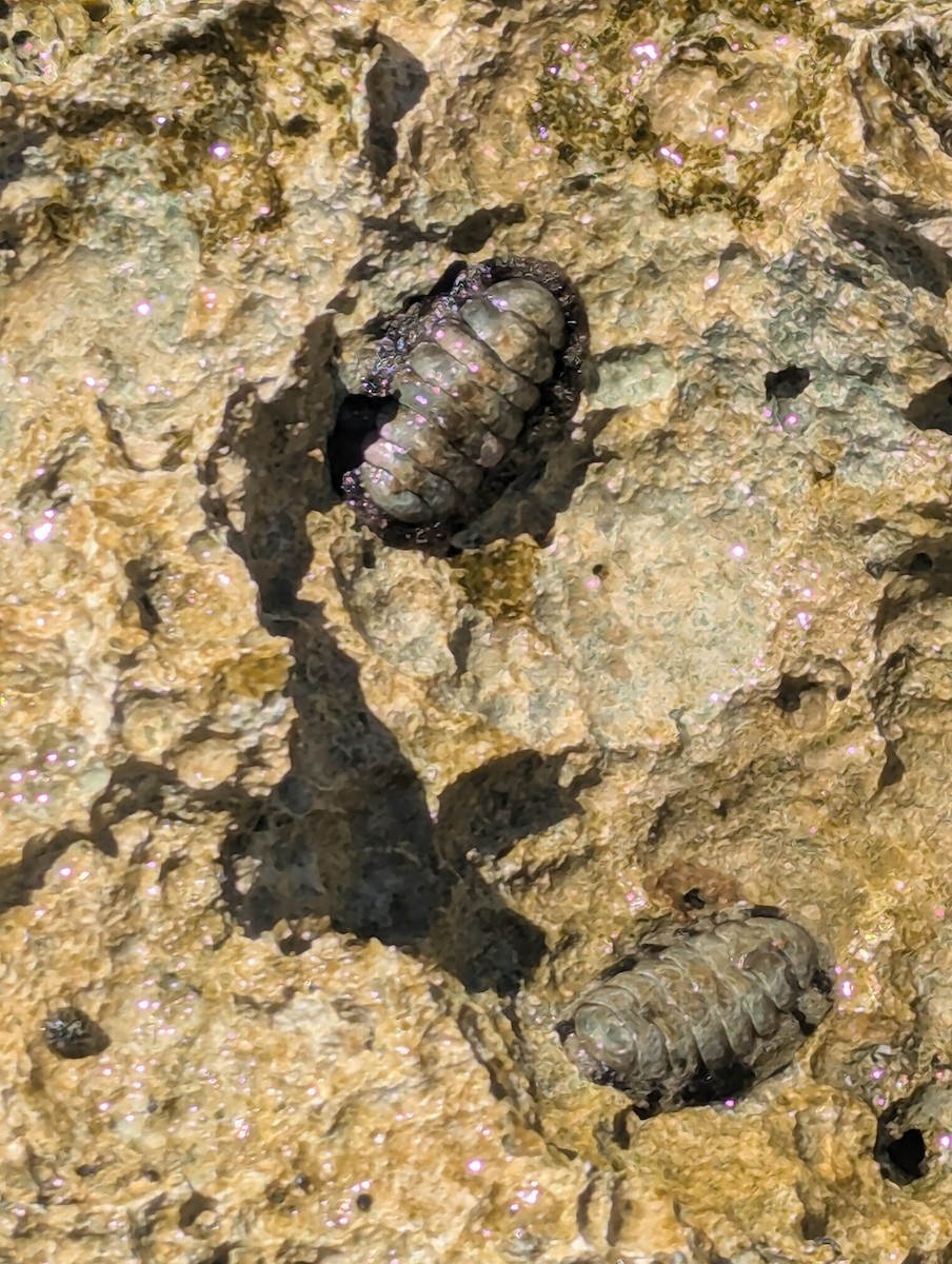 Blue Green Chiton and allies - ML635495072