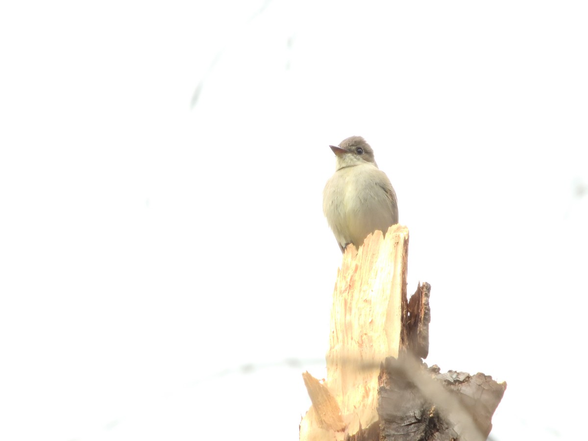 Western Wood-Pewee - ML635495120