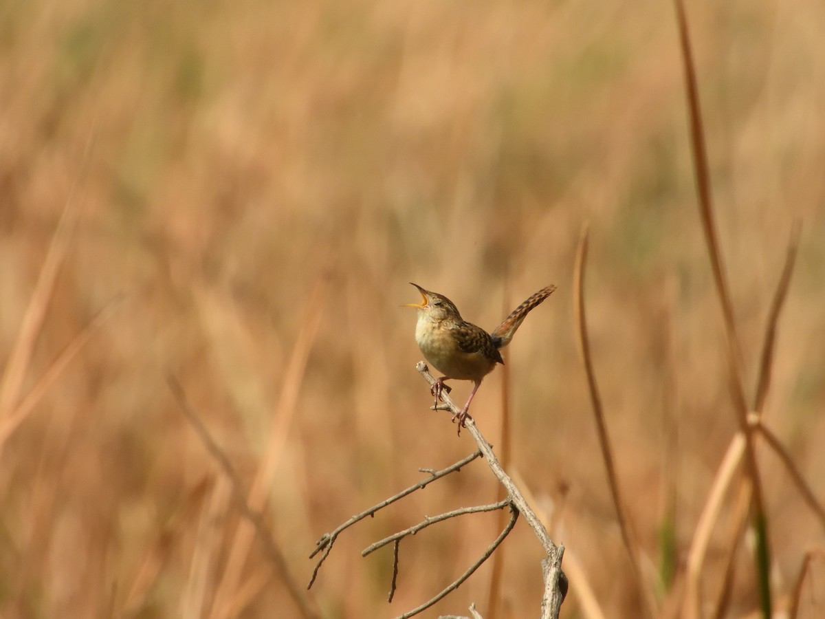 Grass Wren (Northern) - ML635495133