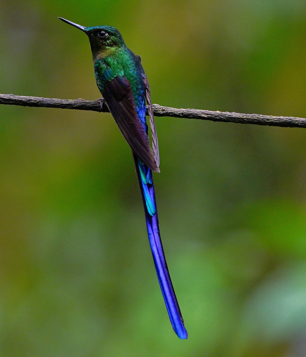 Violet-tailed Sylph - ML635495141