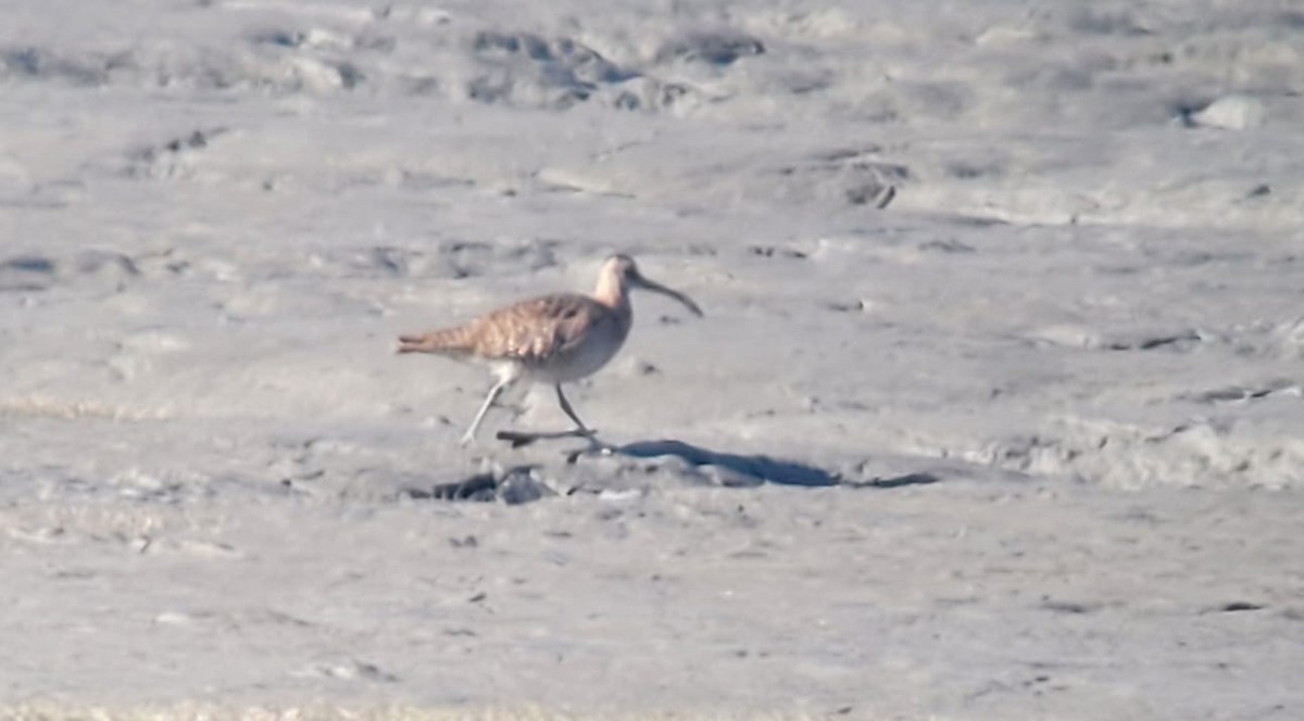 Chiurlo piccolo americano - ML635495165