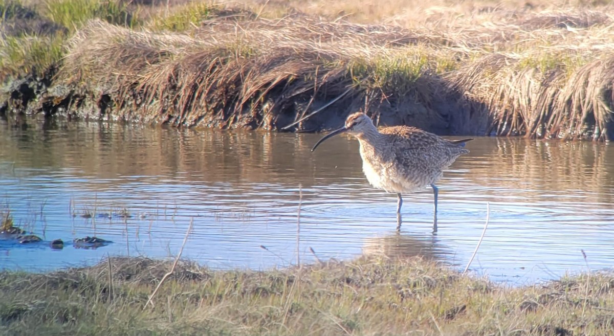 Chiurlo piccolo americano - ML635495166