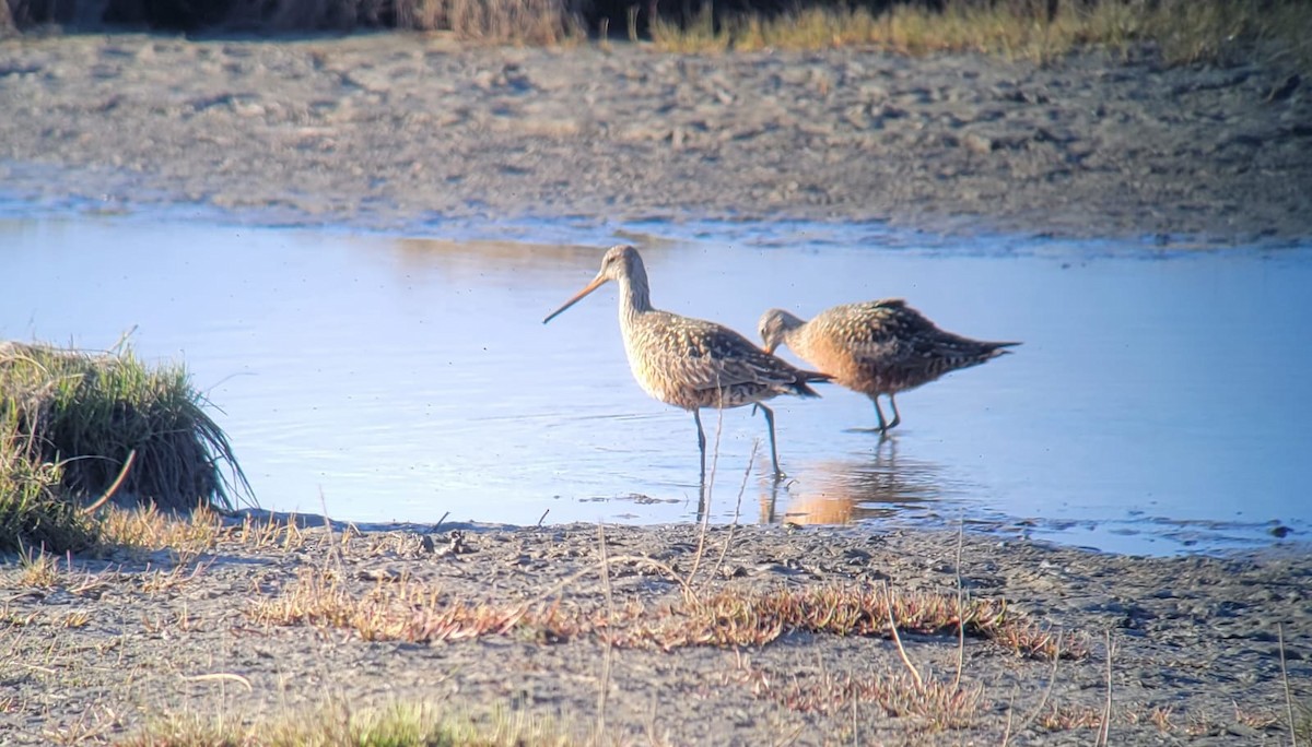 Hudsonian Godwit - ML635495173