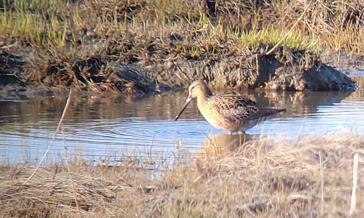 Short-billed Dowitcher - ML635495178