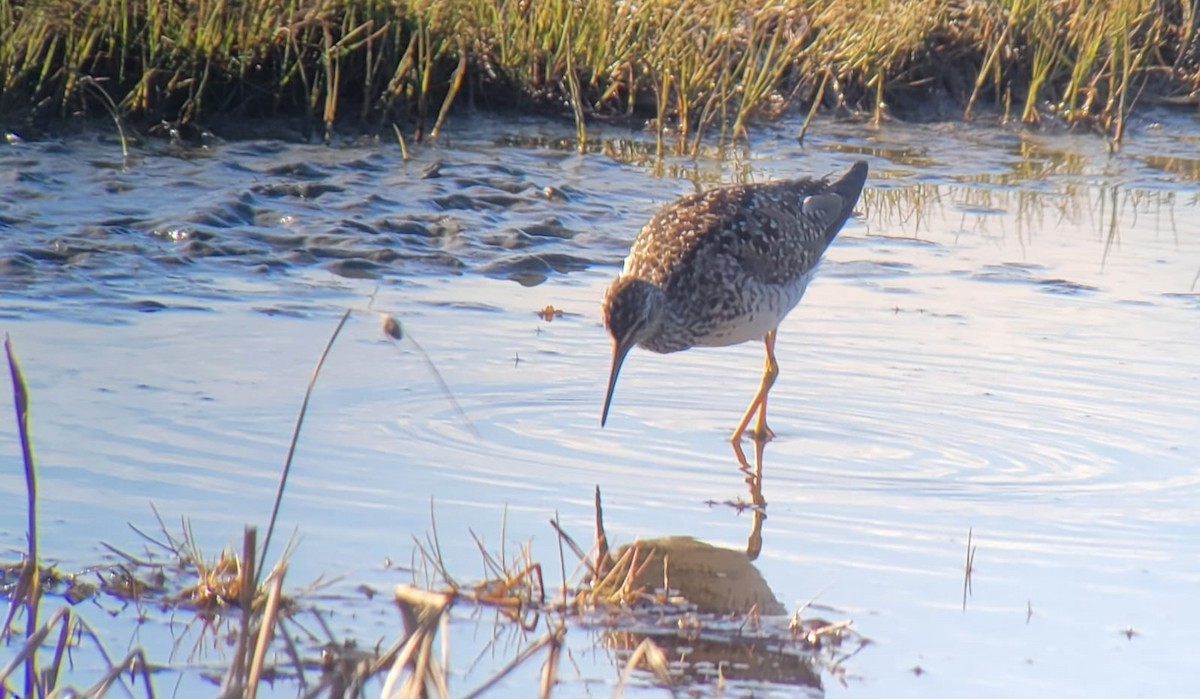 Totano zampegialle minore - ML635495186