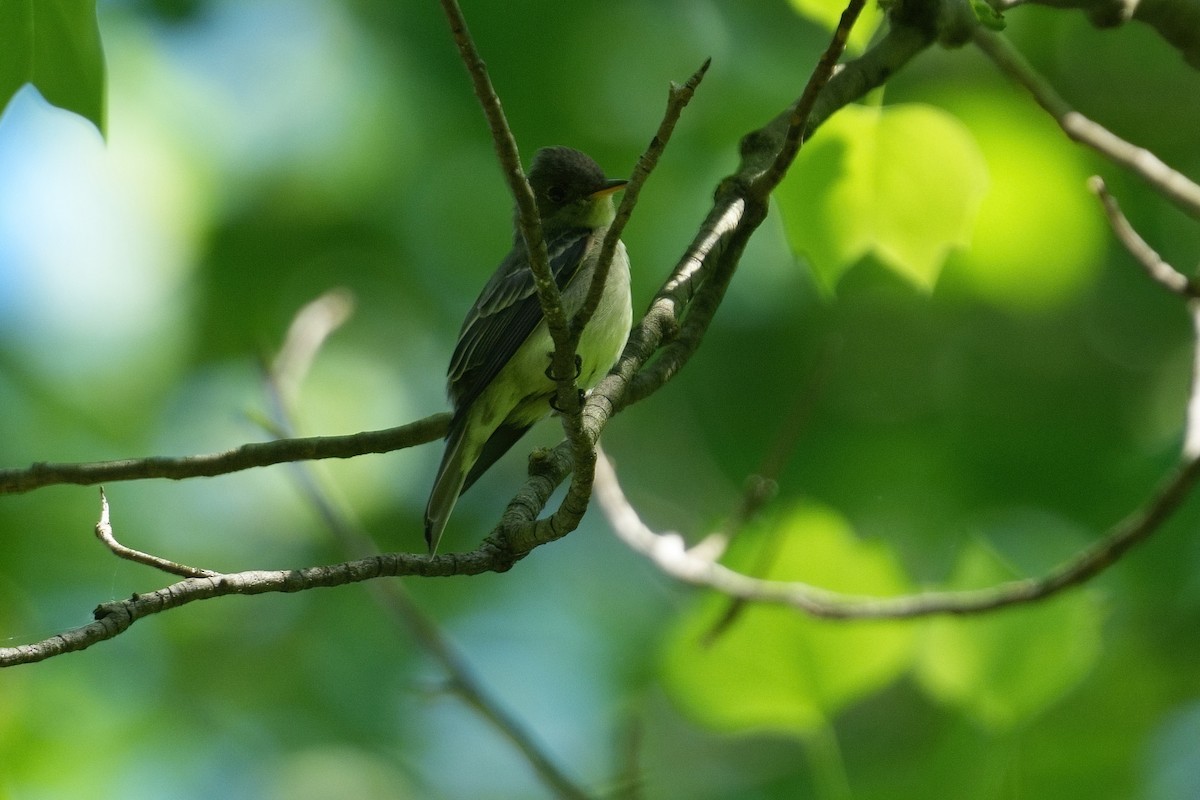 Eastern Wood-Pewee - ML635495190
