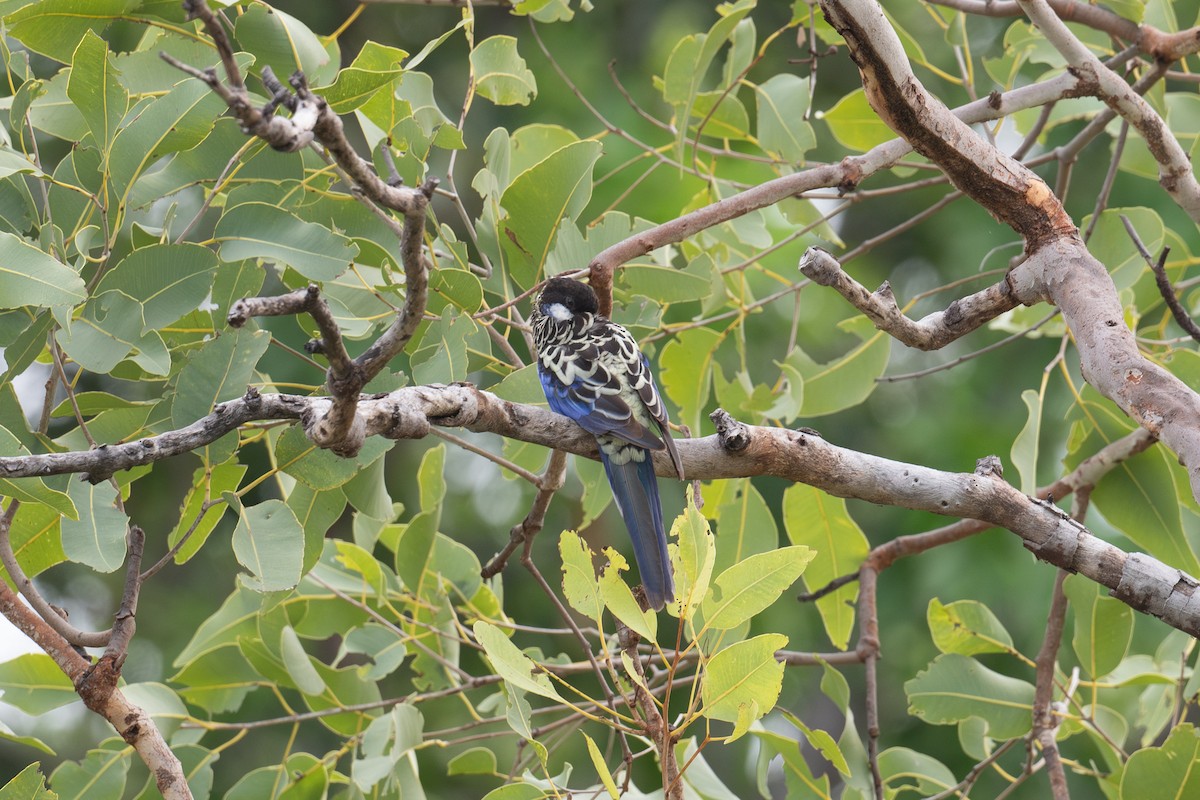 Northern Rosella - ML635495191