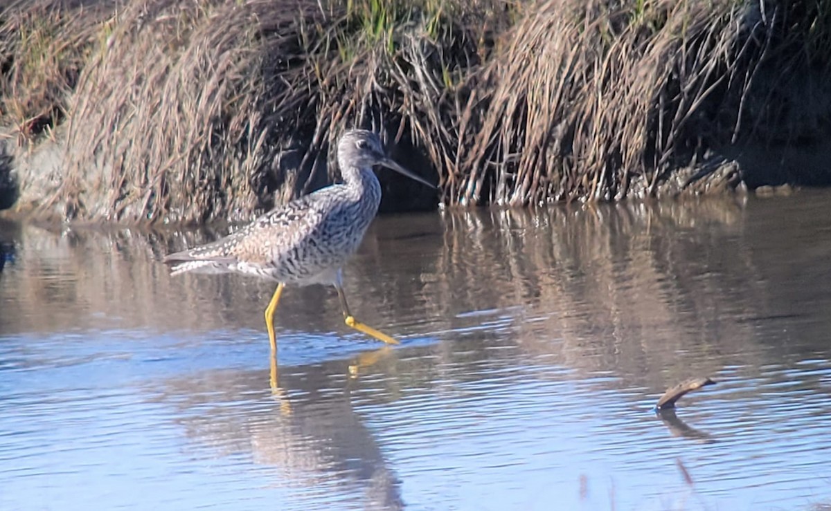 Greater Yellowlegs - ML635495192