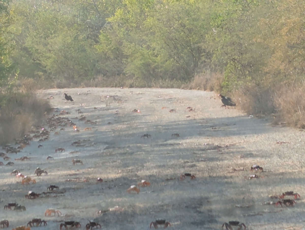 Crustaceans - ML635495195