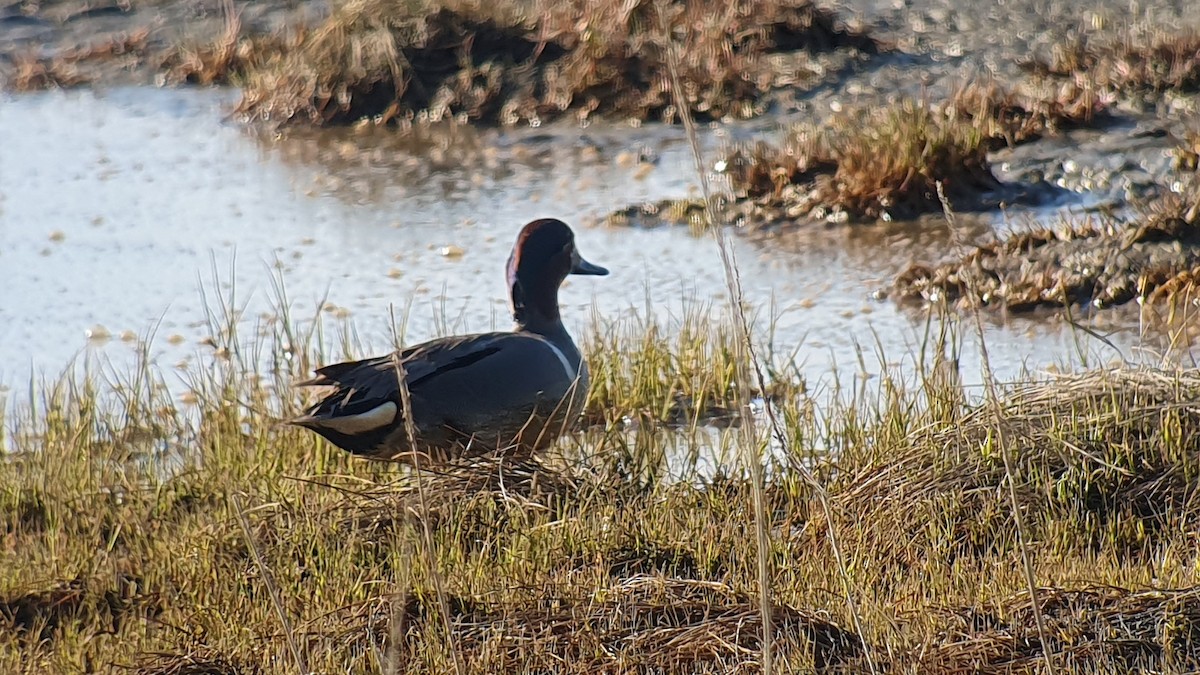 Alzavola - ML635495239