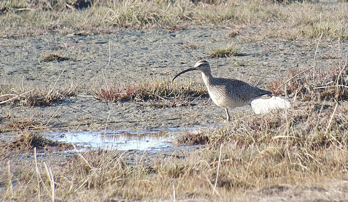 Chiurlo piccolo americano - ML635495254