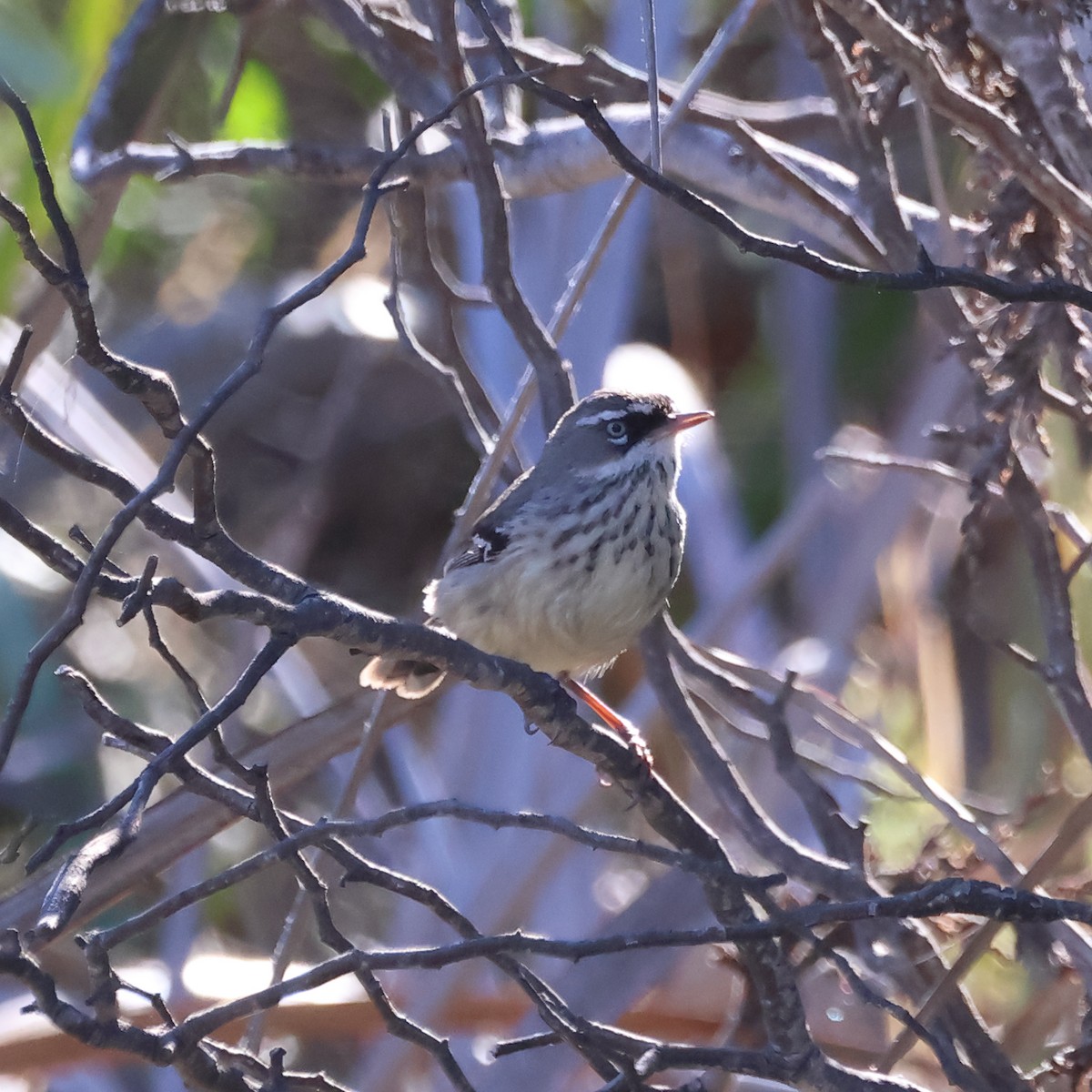 Spotted Scrubwren - ML635495255