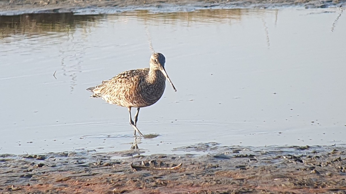 Hudsonian Godwit - ML635495258