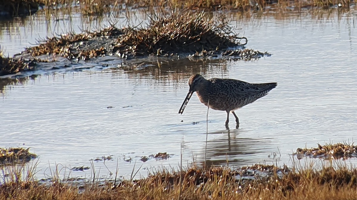 Short-billed Dowitcher - ML635495268