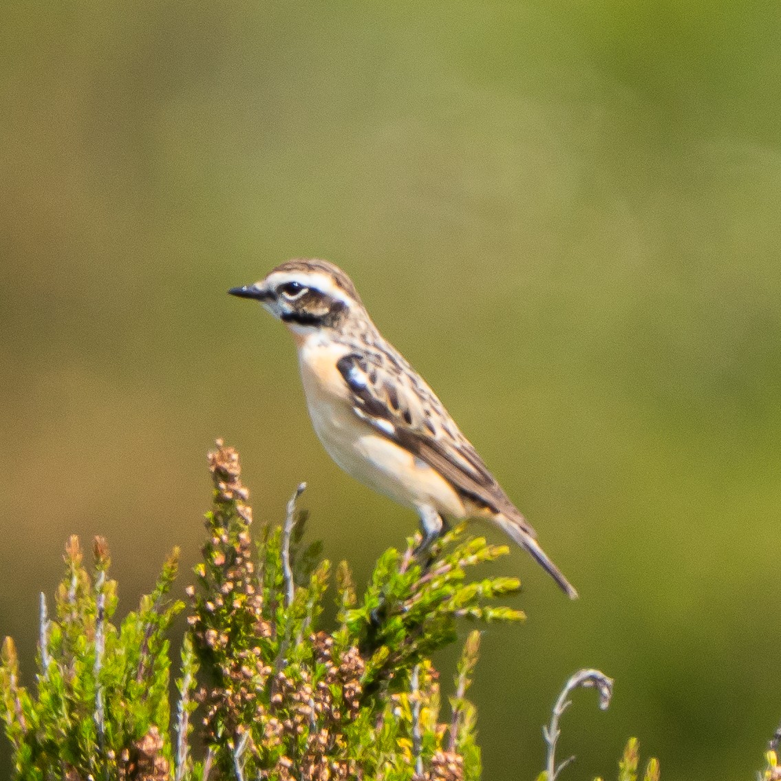 Whinchat - ML635495280