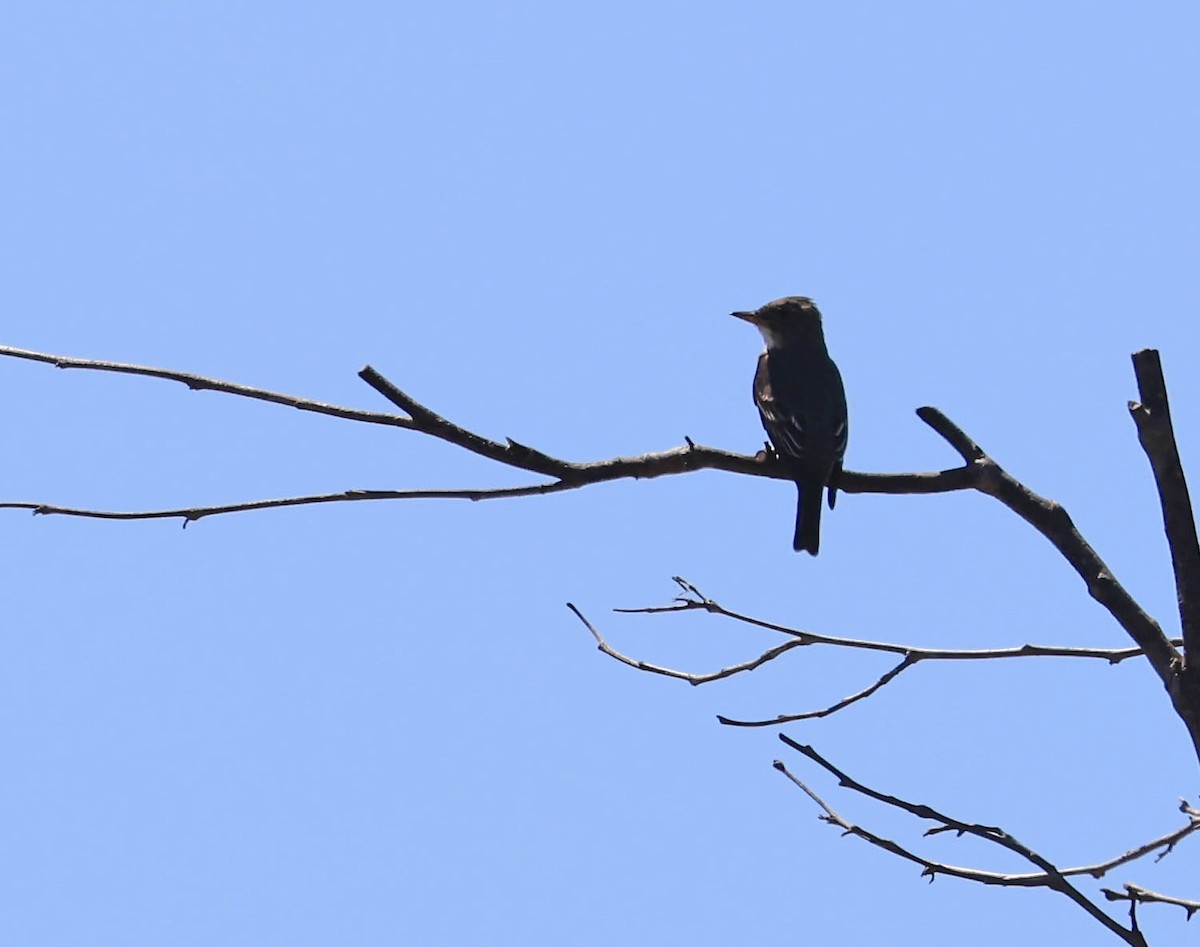 Western Wood-Pewee - ML635495293